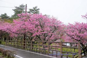 旭日丘湖畔緑地公園の八重桜