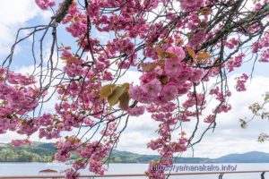 湖畔に咲く八重桜