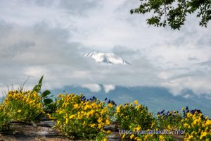 ビオラのの花壇から望む富士山