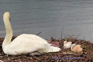湖畔で休む白鳥親子