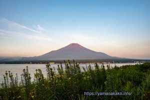 湖畔に咲く大待宵草と富士山