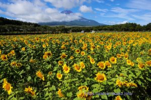 花の都公園のひまわり