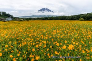 見頃となったキバナコスモス