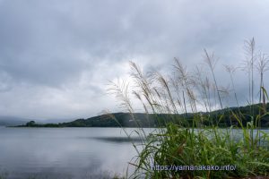 湖畔のススキ