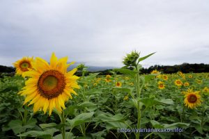 花の都公園のひまわり