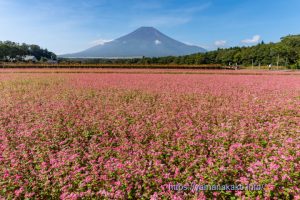 赤そばの花が見頃