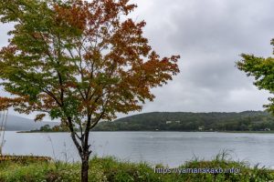 平野サイクリングロード沿いのモミジは色付き始め