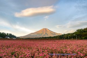 赤ソバ畑より吊るし雲のかかる富士山