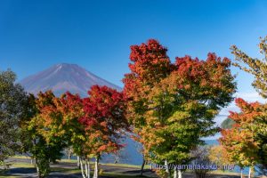 きららの紅葉の様子