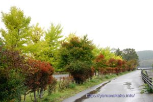 きらら横の紅葉の様子