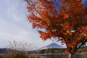 平野サイクリングロード沿いのモミジ