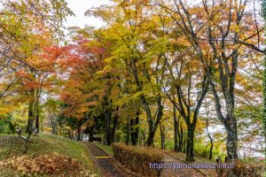 紅葉まつり会場の紅葉の様子