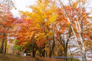 旭日丘湖畔緑地公園の紅葉