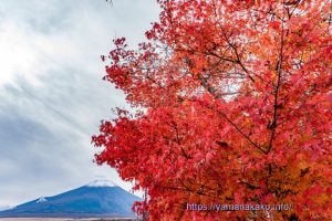 雪化粧した富士山と紅葉