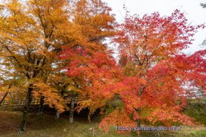 旭日丘湖畔緑地公園の紅葉