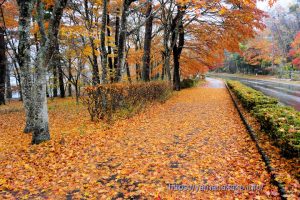 歩道を埋める落ち葉