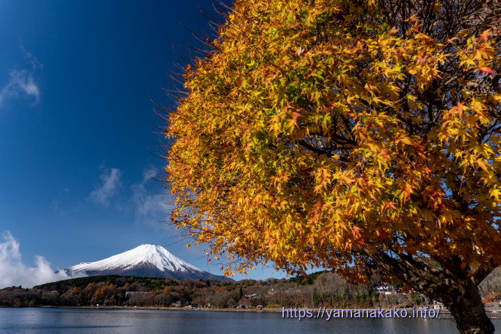 平野湖畔の黄葉と富士山