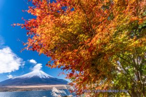 紅葉と富士山