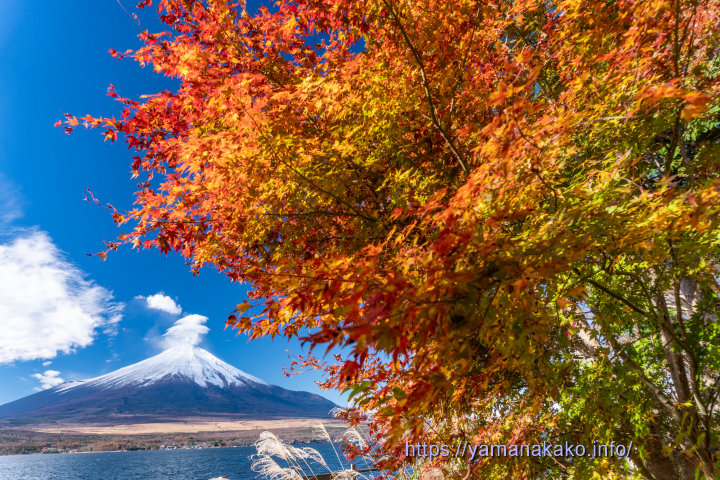 紅葉と富士山