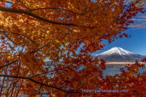 季節外れの紅葉と富士山