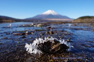 霜の付着した葉っぱ