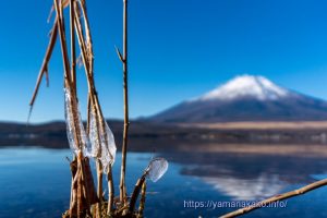 茎に付着した氷玉