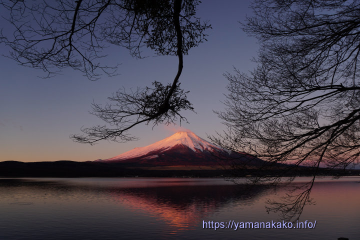 湖に張り出た木の下から望む紅富士