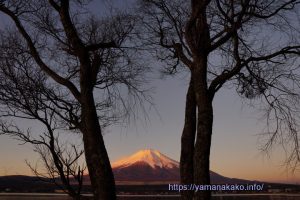 大きな木の間から望む富士山