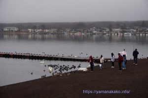 白鳥や水鳥のいる湖畔の様子