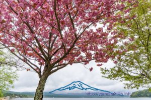 八重桜が見頃に