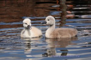 2羽の白鳥のヒナ