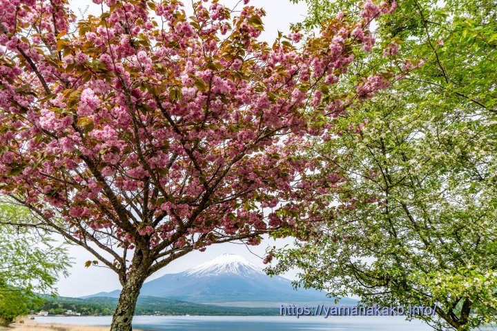 きらら前の八重桜