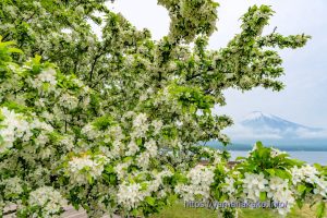 満開のズミの花