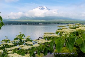 ミズキの向こうに富士山