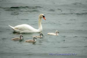 4羽の白鳥の子どもたち