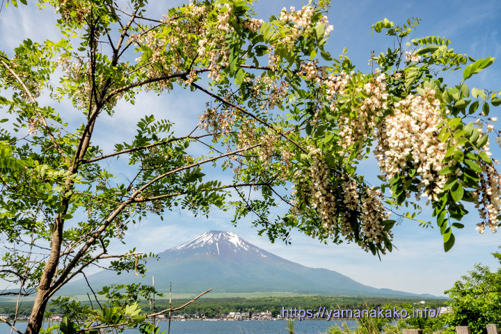 ニセアカシアと富士山