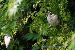 文学の森公園のモリアオガエルの卵