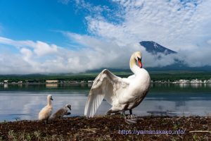 ちら見え富士山と白鳥親子