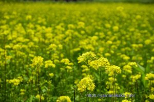 花の都公園のキカラシ
