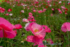 花の都公園のポピー
