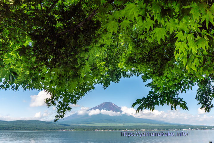 木の下から富士山を望む
