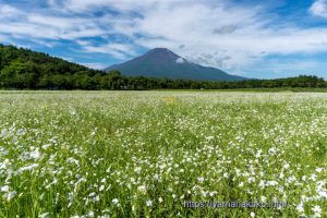 カスミソウが咲き始め