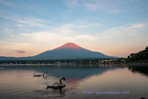赤富士と白鳥