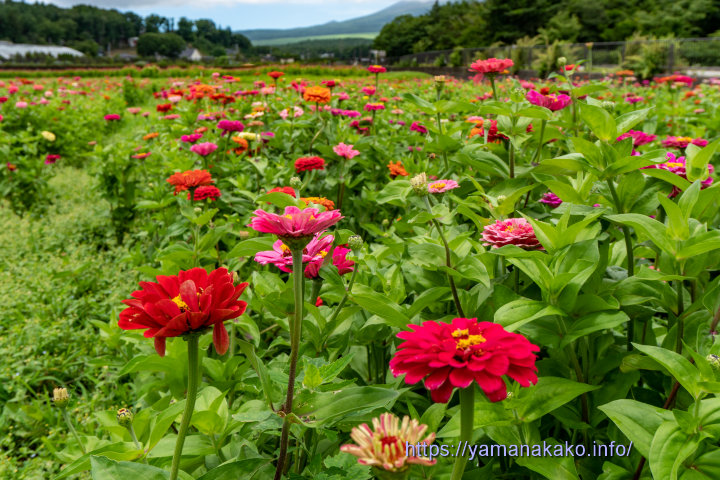 見頃を迎えた百日草