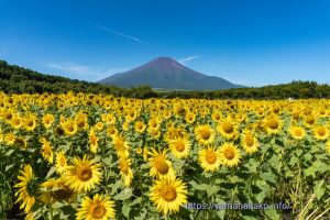 花の都公園のひまわり