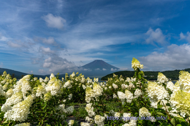 平野地区の花壇で咲くふじさんアジサイ
