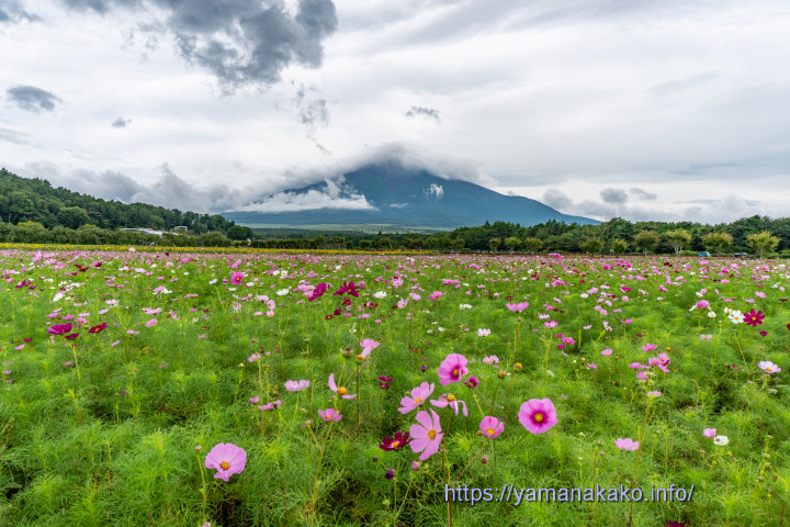 花の都公園のコスモス