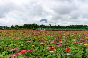 満開の百日草