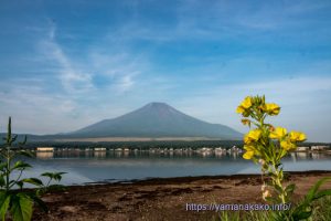 大待宵草と富士山