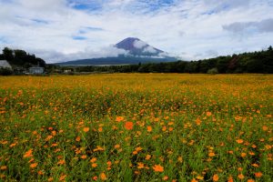 オレンジフレア畑から望む富士山